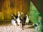 Shamo Rooster Chicks