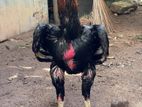 Shamo Black Rooster