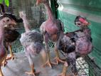 Shamo Chicken