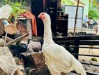 Shamo Rooster