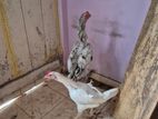 Shamo chicken