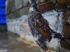 Shamo chicks 1.5 month