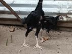 Shamo Chicks