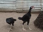 Shamo Chicks