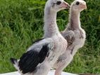 Shamo Chicks