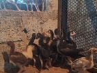 Shamo Chicks