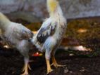 Farm Chicks