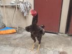 Shamo Crossed Rooster
