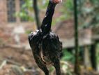 shamo female only