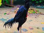 Shamo Rooster