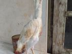 Aseel Rooster