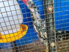 Shamo Rooster