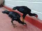 Shamo Rooster