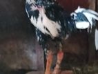 Shamo Rooster