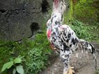 Shamo Rooster