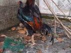 Shamo Rooster