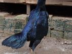 Shamo Hen