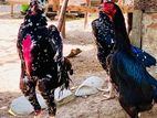 Shamo Rooster