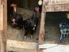 Shamo Rooster