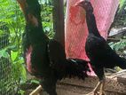 Shamo Rooster