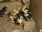 Shamo Chicks