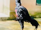 Shamo Brid