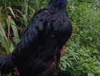 Shamo Hen