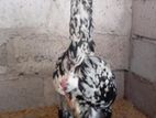 Shamo Hen