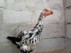 Shamo Hen