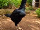 shamo hen