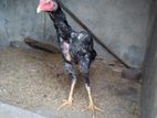 Shamo Rooster