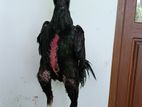 Shamo Rooster