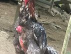 Aseel Rooster
