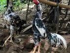 Shamo Rooster