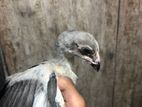 Shamo Rooster Chick