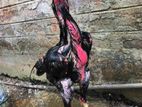 Shamo Rooster