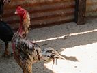 Shamo Rooster