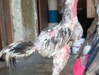 Shamo Rooster