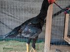Shamo Rooster