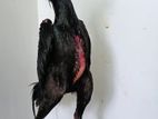 Shamo Rooster