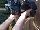 Shamo Rooster