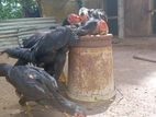 Shamo Rooster