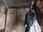 Shamo Rooster