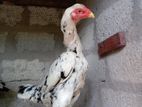 Shamo Rooster