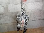 Shamo Rooster