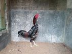 Shamo Rooster