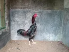 Shamo Rooster