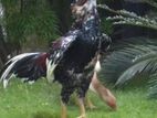 Shamo rooster