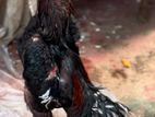 Shamo rooster
