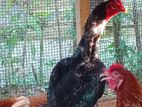 Shamo Rooster